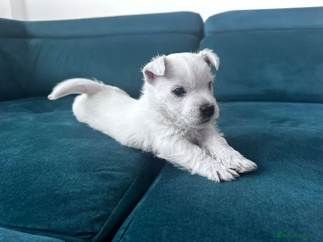 West Highland Terrier dogs for sale: Show Quality Pups⭐️(ONE PUP LEFT!) - Advert 1