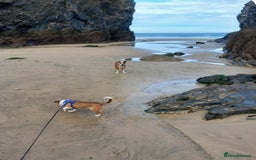 Mixed Breed dogs for adoption: Adorable little Tina needs a forever home  - Advert 5