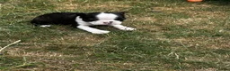 Boston Terrier dogs for sale: Stunning litter of Boston terrier puppies  - Advert 13