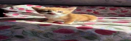 Mixed Breed cats for sale: 2 beautiful playful kittens - Advert 2