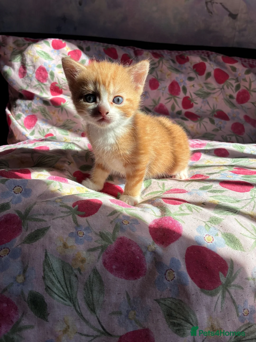 Mixed Breed cats for sale: 2 beautiful playful kittens - Advert 2