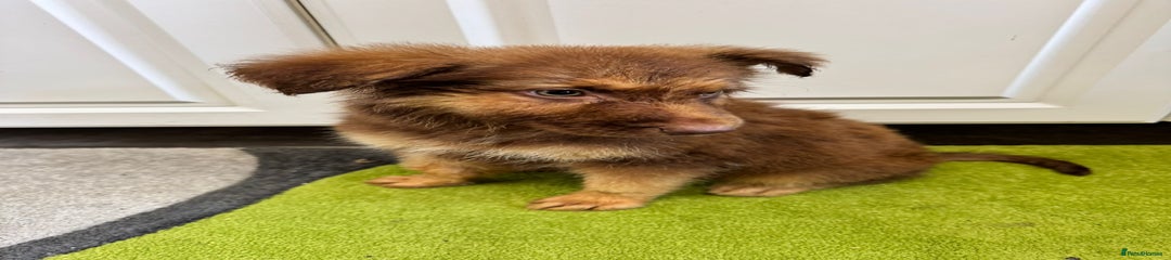 German Shepherd Puppy 1