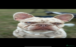 French Bulldog dogs for stud: STUD. New shade Isabella merle.  - Image 1