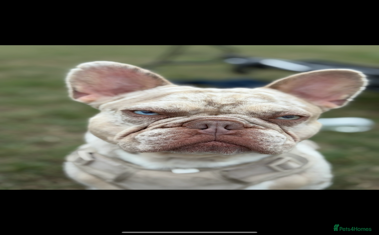 French Bulldog dogs - Advert 4