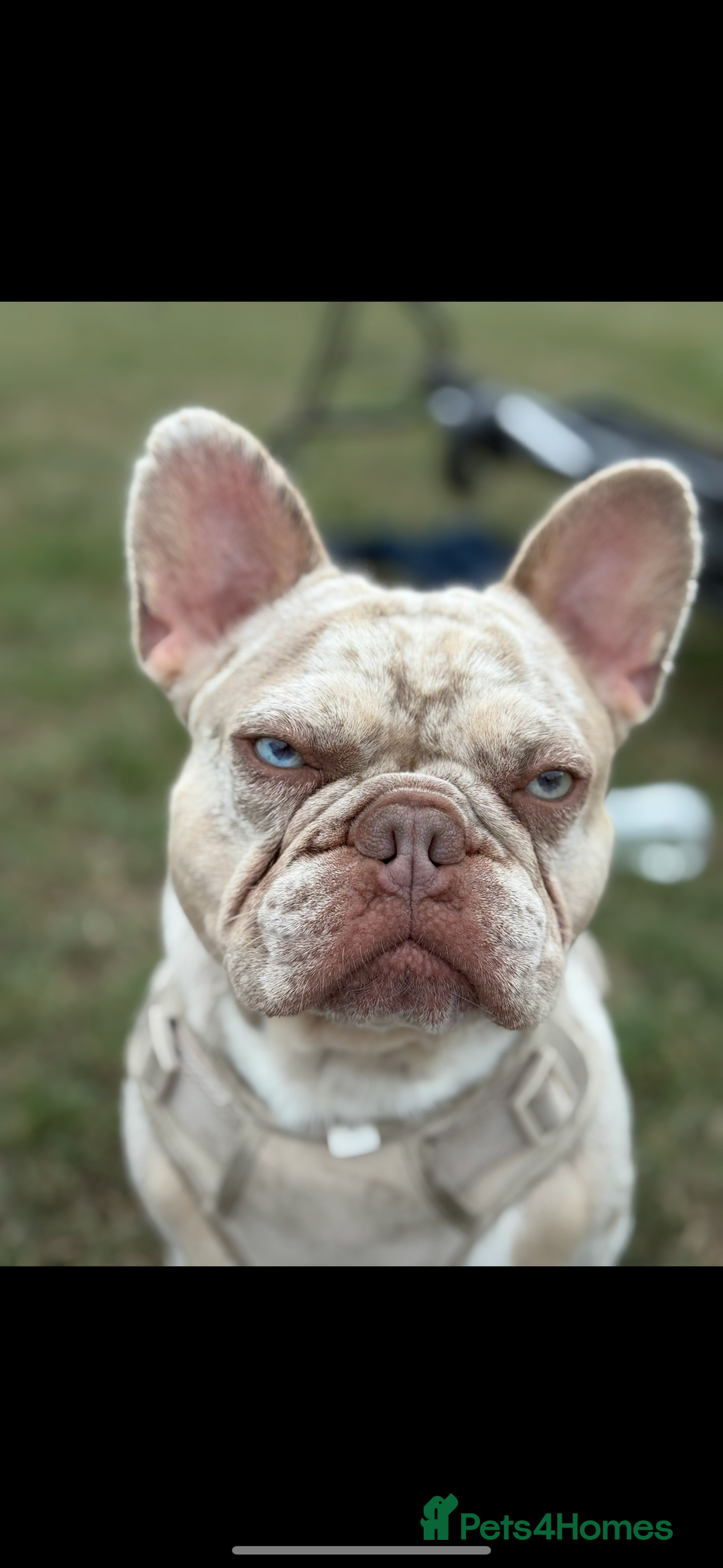 French Bulldog dogs for stud: STUD. New shade Isabella merle.  - Image 1