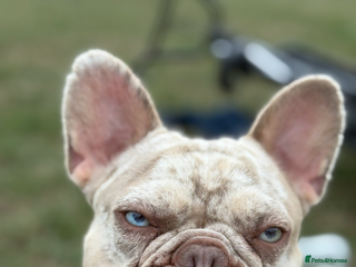 French Bulldog dogs - Advert 31
