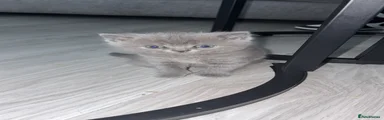 British Shorthair 3