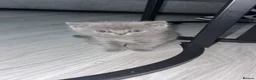 British Shorthair cats for sale: Beautiful fluffy British shorthair kittens  - Advert 2