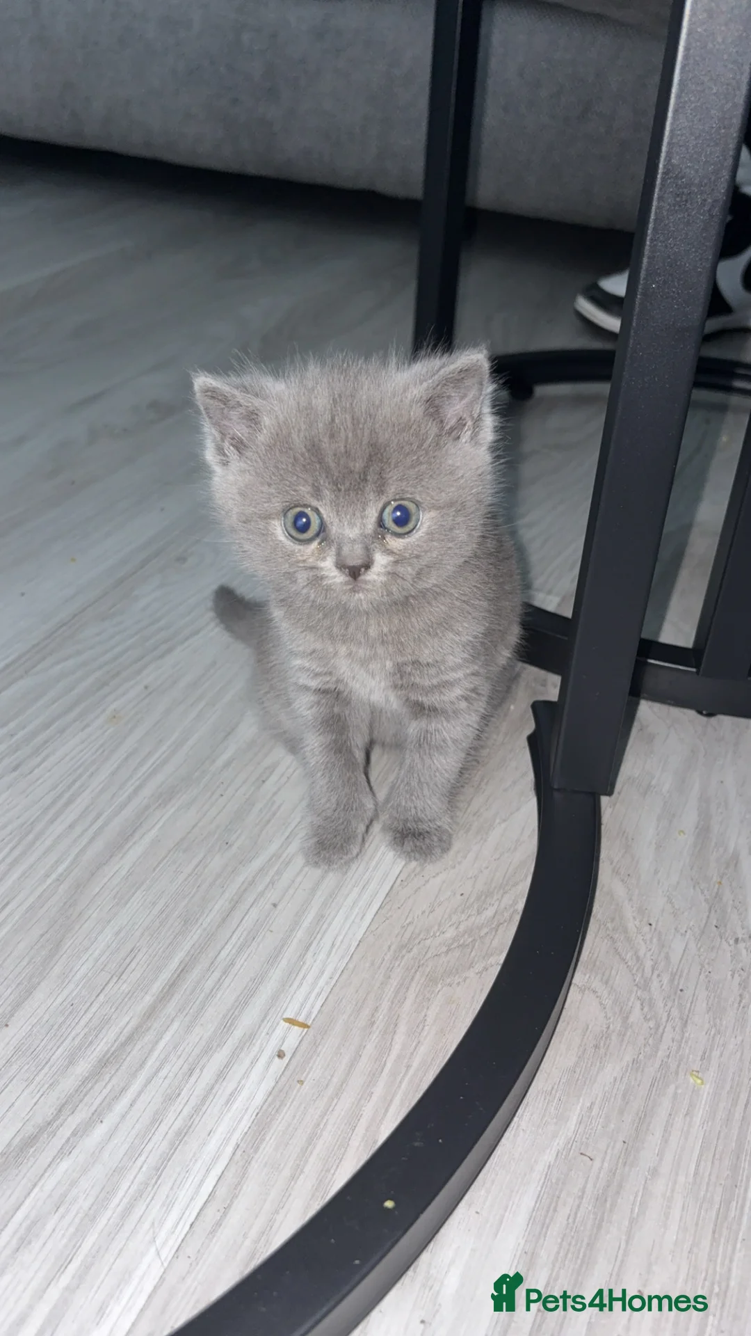 British Shorthair cats for sale: Beautiful fluffy British shorthair kittens  - Advert 2