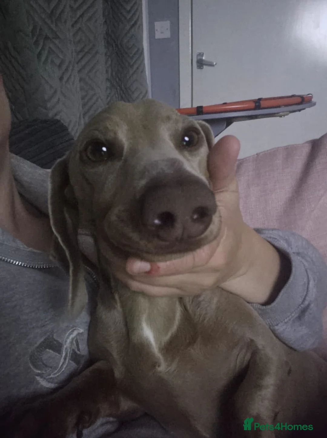 Dachshund dogs for sale: Milo Male Dachund  - Advert 5