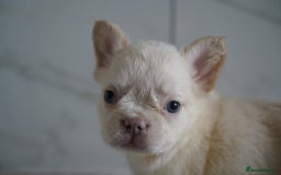 French Bulldog dogs for sale: Exceptional Fluffy French Bulldog Puppies - Image 8