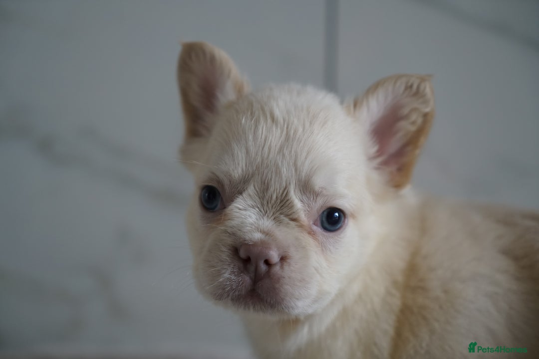 French Bulldog dogs for sale: Exceptional Fluffy French Bulldog Puppies - Image 8