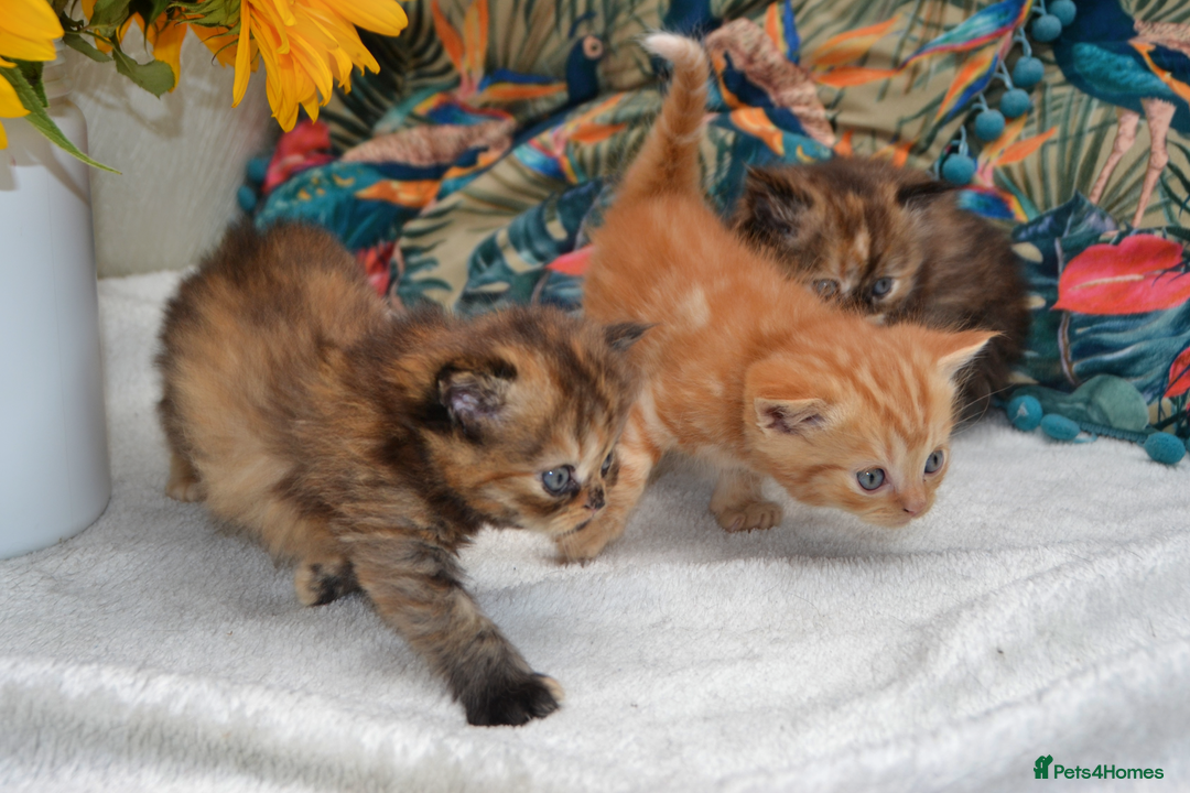 Exotic cats for sale: Stunning Persian Kittens!! - Image 2