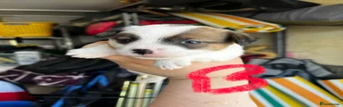 Jack Russell 3