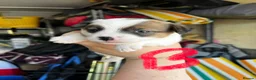 Jack Russell dogs for sale: Beautiful Jack Russell litter - Advert 10