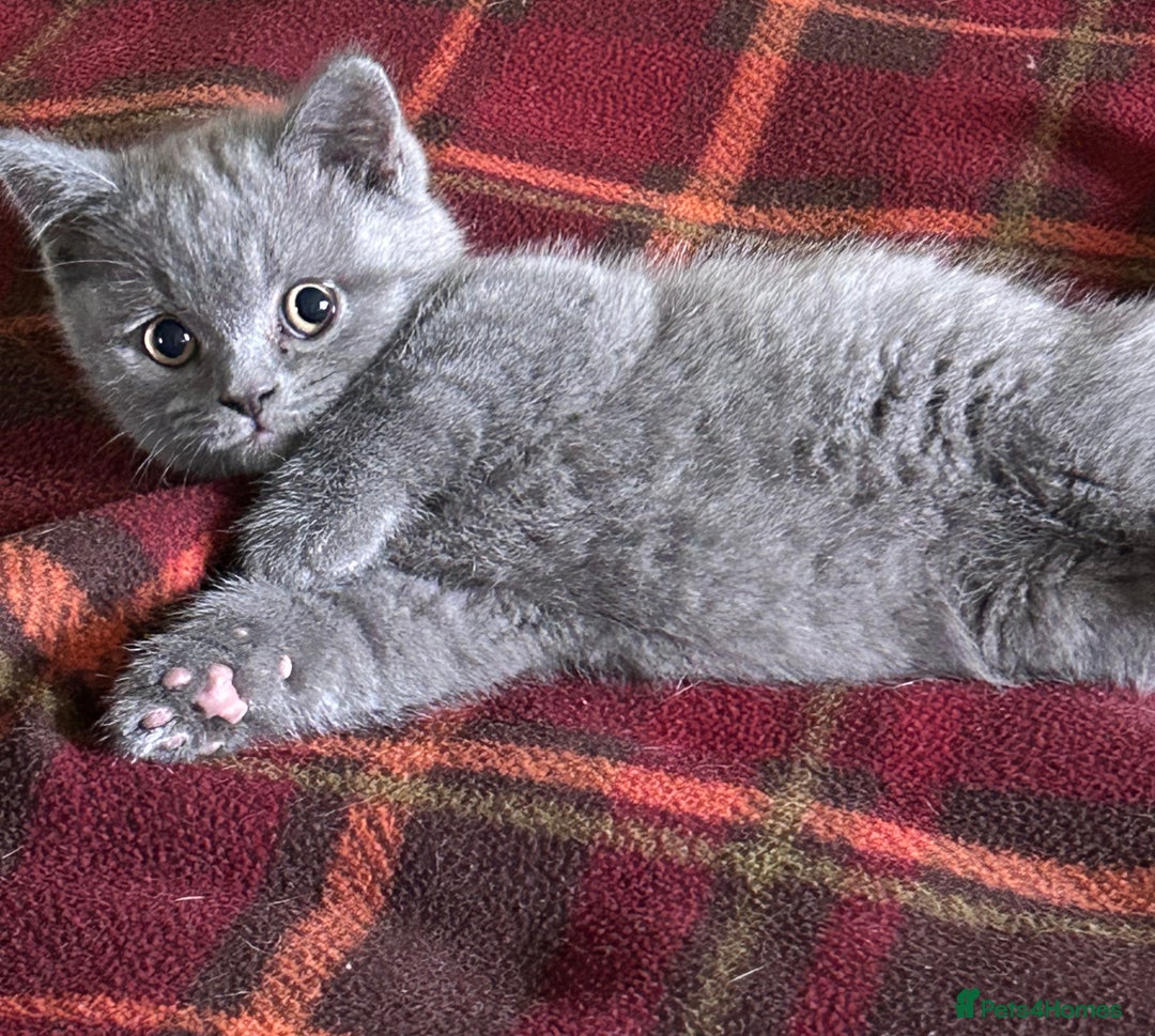British Shorthair cats for sale: Beautiful Male British Shorthair kittens - Advert 1