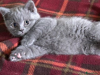 British Shorthair cats Beautiful Male British Shorthair kittens - Advert 1