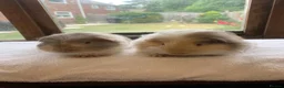 Guinea Pig rodents for sale: Sweet Baby Longhaired Guinea Pig Boars - Advert 4