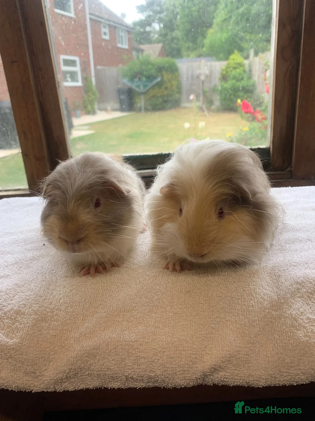 Guinea Pig rodents for sale: Sweet Baby Longhaired Guinea Pig Boars - Advert 4