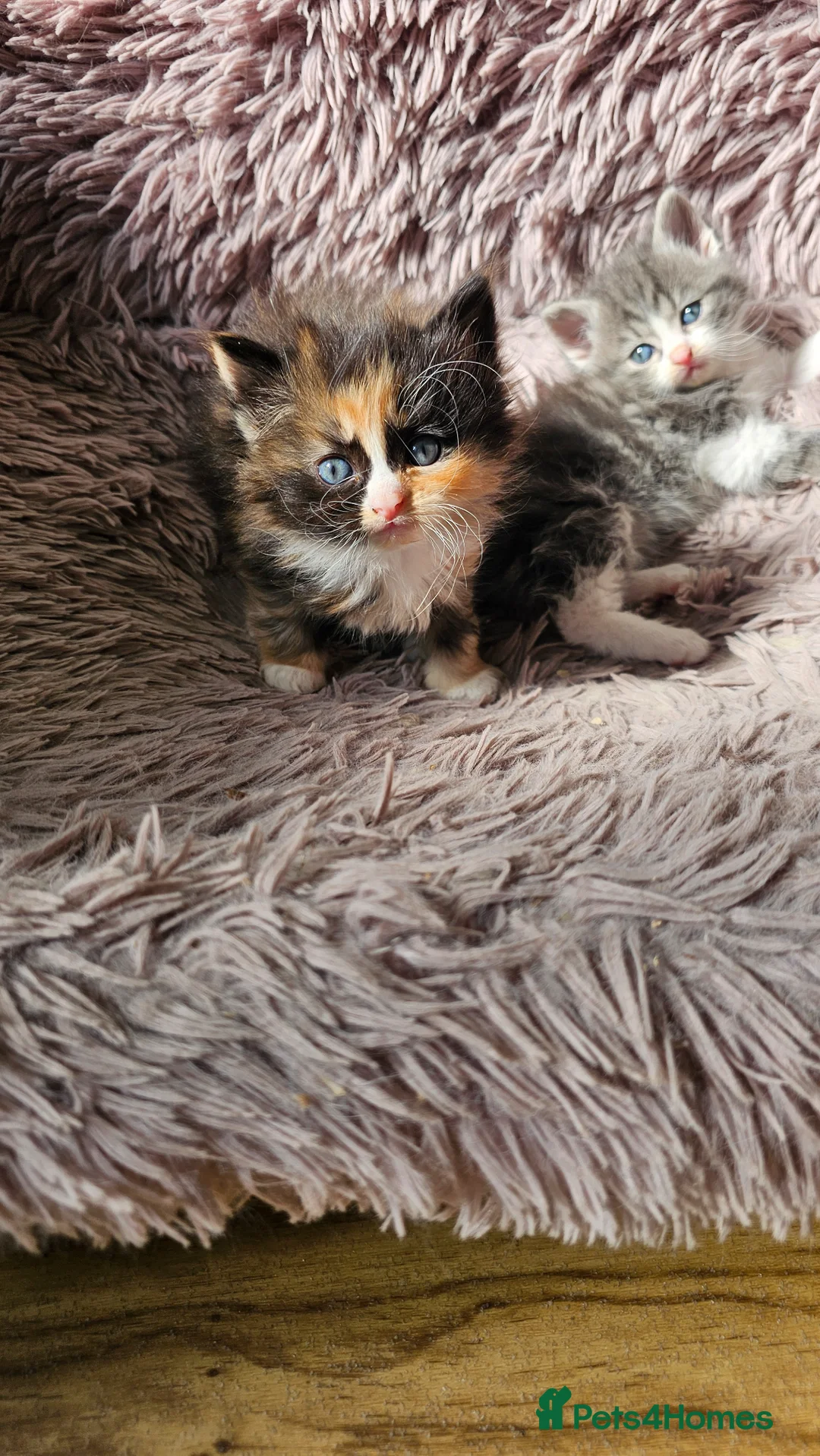 Ragdoll cats for sale: Ragdoll cross  - Advert 2