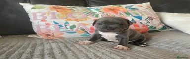 Staffordshire Bull Terrier Puppy 3