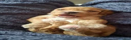 Cockapoo dogs for sale: Absolutely stunning golden f1 cockapoos - Advert 7