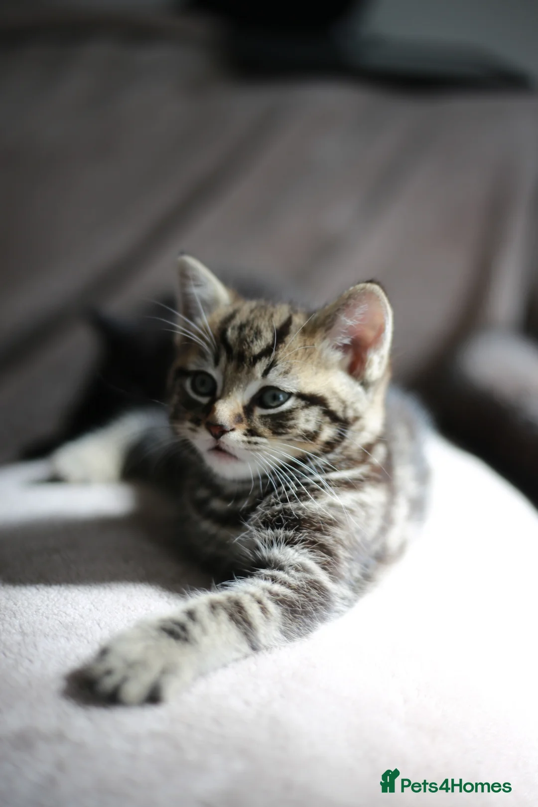 Mixed Breed cats for sale: ADORABLE KITTENS - Advert 2