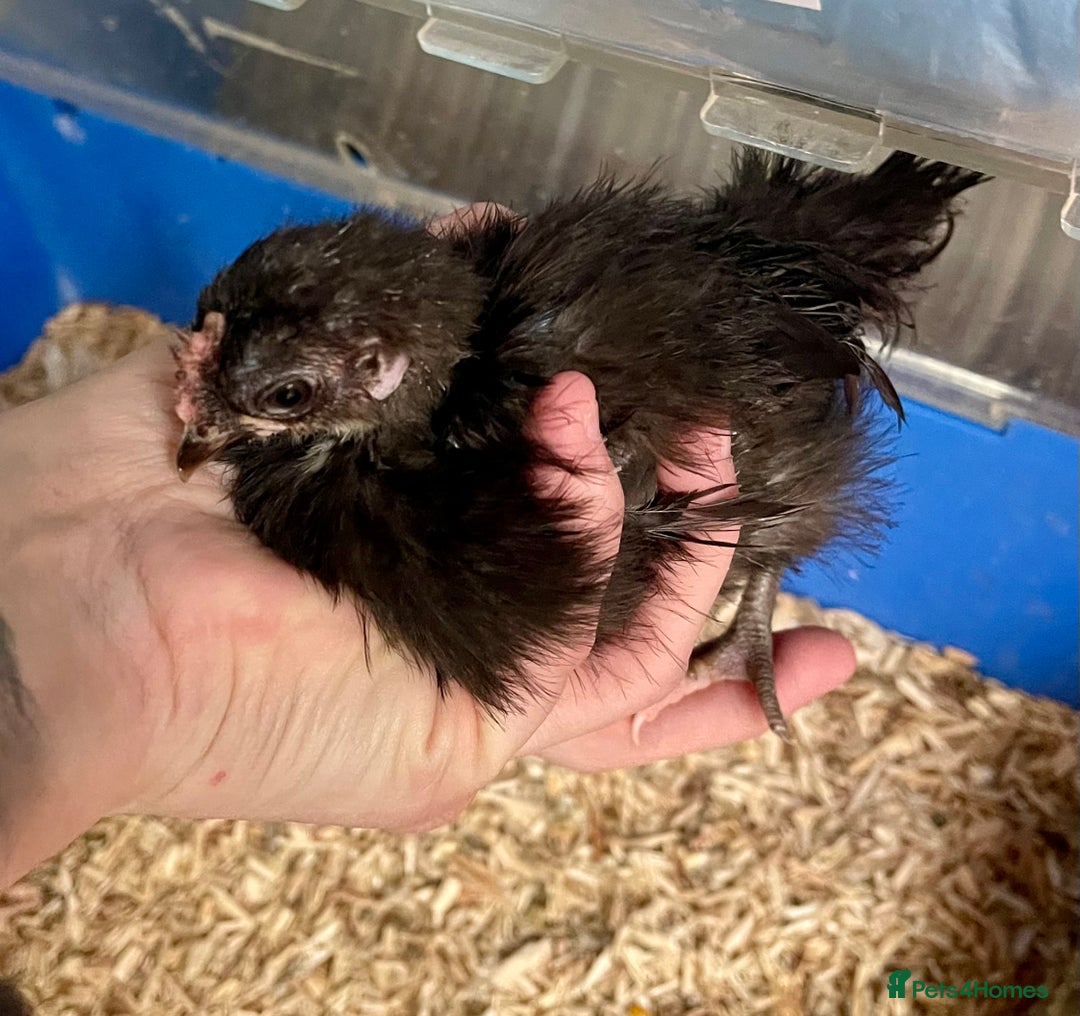 Chickens poultry for sale: 2 Silkied Seramas  - Image 2