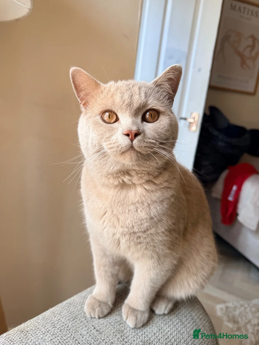 British Shorthair cats for sale: Make lilac British short hair  - Advert 1