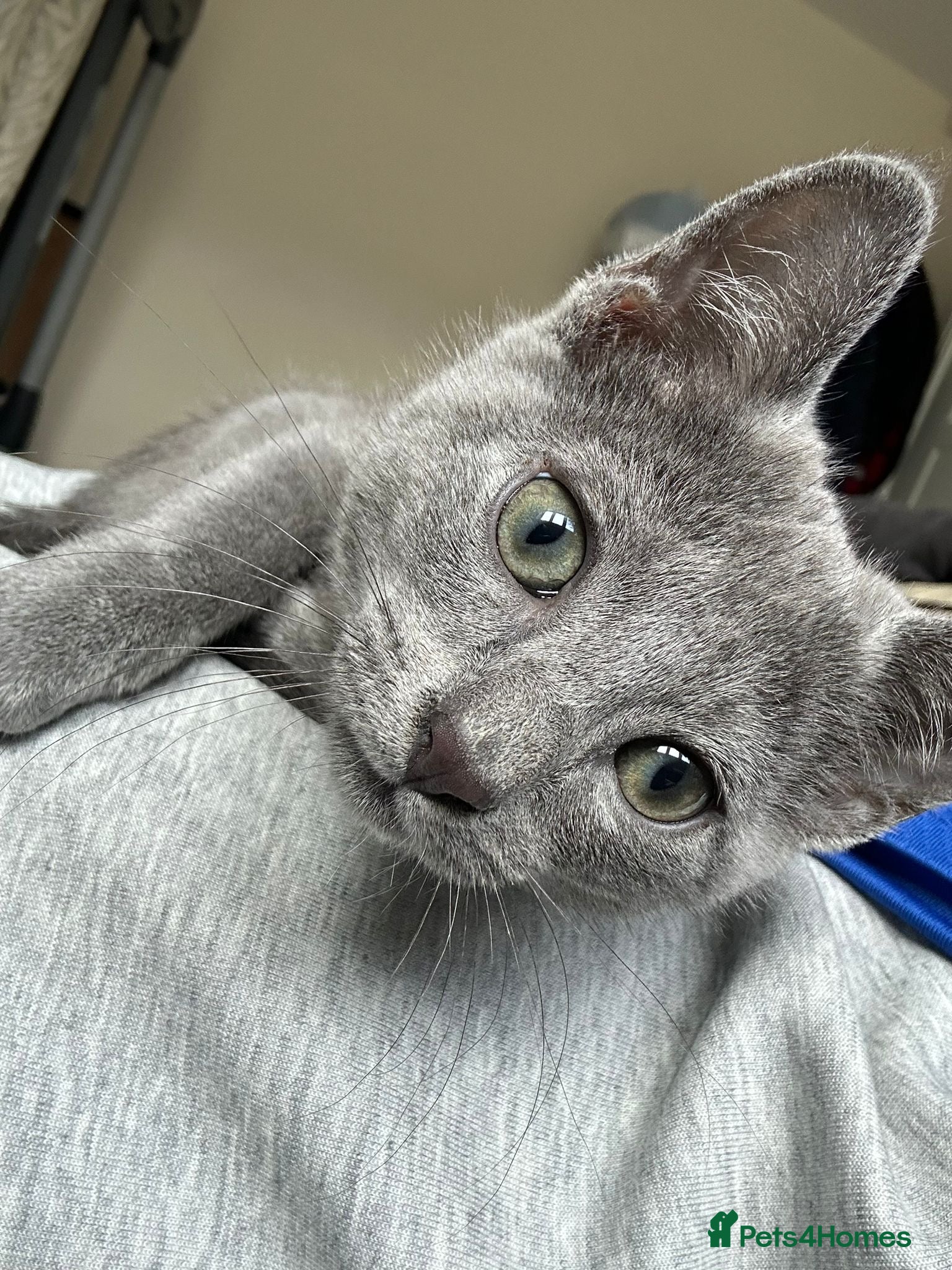 Russian Blue cats Beautiful Russian Blue Boy for Sale - Advert 1