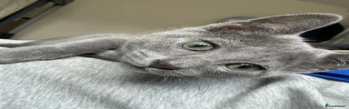 Russian Blue Kitten 1