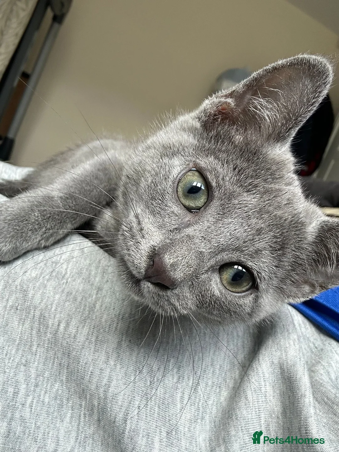Russian Blue cats for sale: Beautiful Russian Blue Boy for Sale - Advert 1