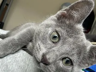 Russian Blue cats Beautiful Russian Blue Boy for Sale - Advert 1