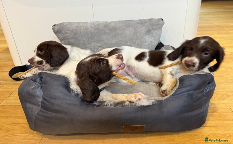 English Springer Spaniel dogs - Advert 4
