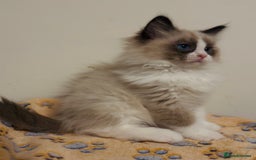 Ragdoll cats for sale: 🐾Tica full pedigree🩷 EU Ragdoll 🐱🐾DNA Clear ❤️ - Image 24
