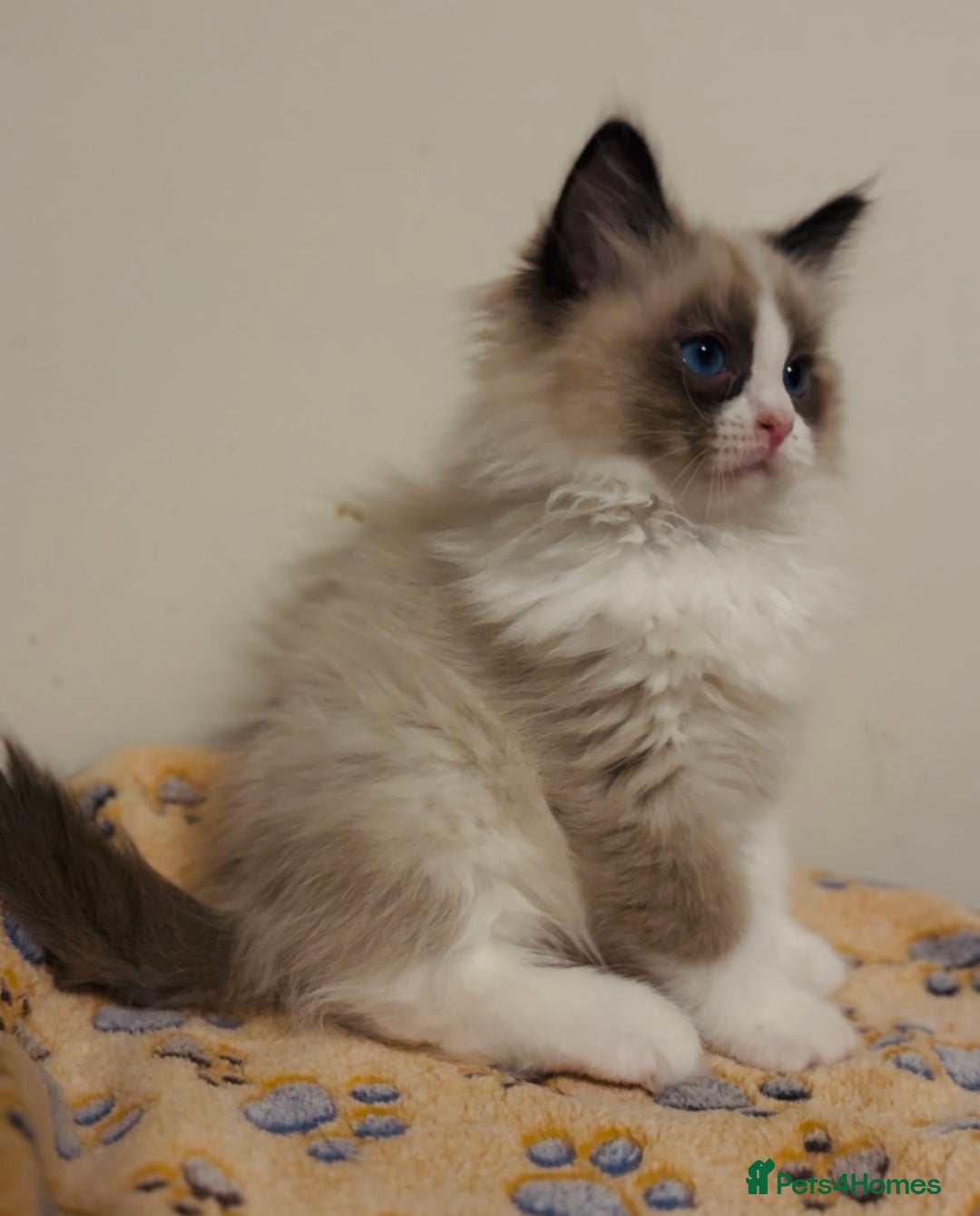 Ragdoll cats for sale: 🐾Tica full pedigree🩷 EU Ragdoll 🐱🐾DNA Clear ❤️ - Image 24