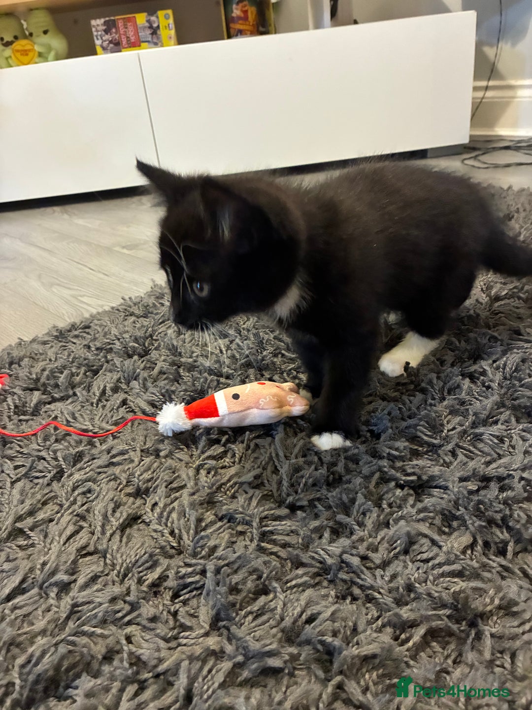 Mixed Breed cats for sale: 10 week old mixed breed  - Advert 6