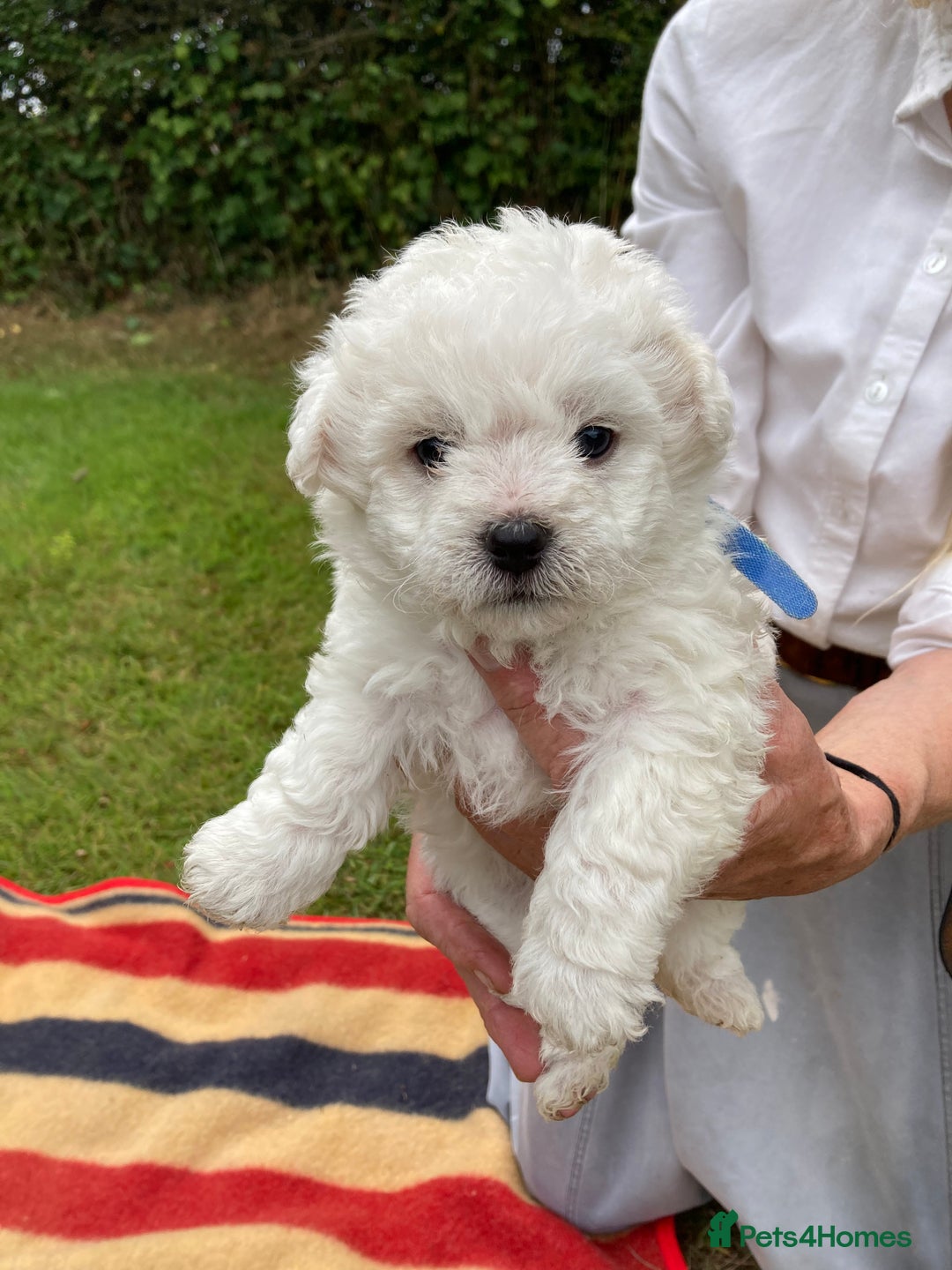 Mixed Breed dogs for sale: Bolonoodle Puppies  - Image 16