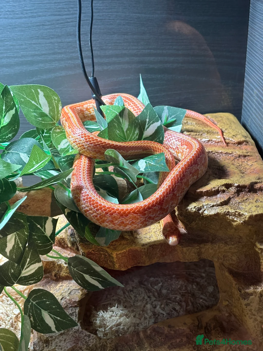 Corn Snake reptiles for sale: Juvenile Amel Tessera Corn Snake - Advert 11