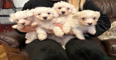 Mixed Breed dogs - Advert 4