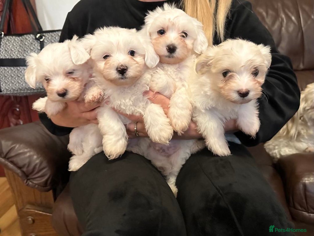 Mixed Breed dogs for sale: Stunning golden and white bichon puppies  - Image 2