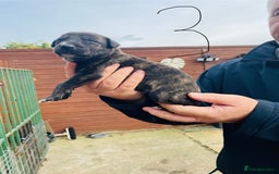 Lurcher dogs for sale: lurcher pups - Advert 16