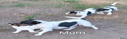 Jack Russell dogs for sale: Jack Russell Puppies for Sale - Advert 27