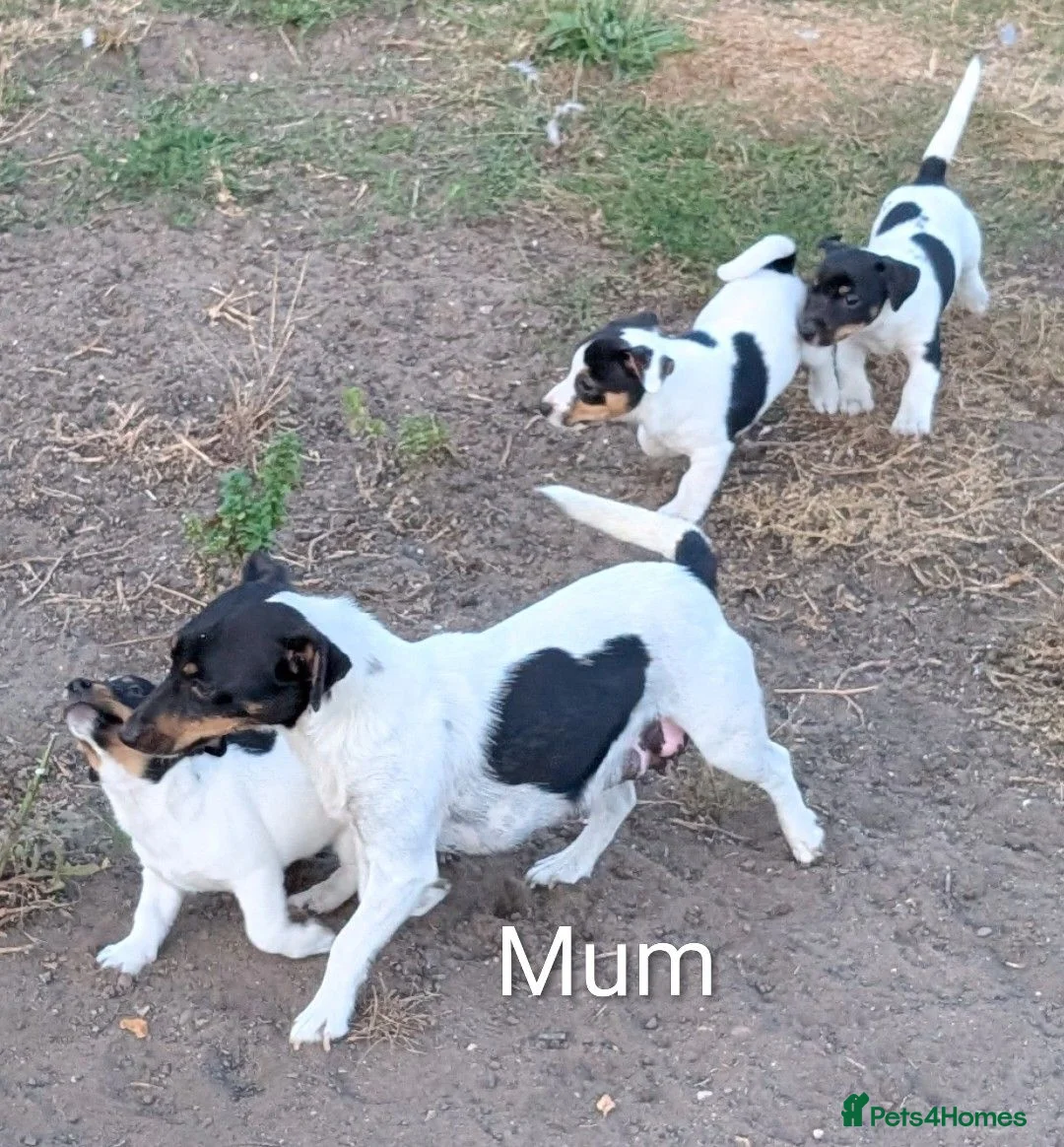 Jack Russell dogs for sale: Jack Russell Puppies for Sale - Advert 27