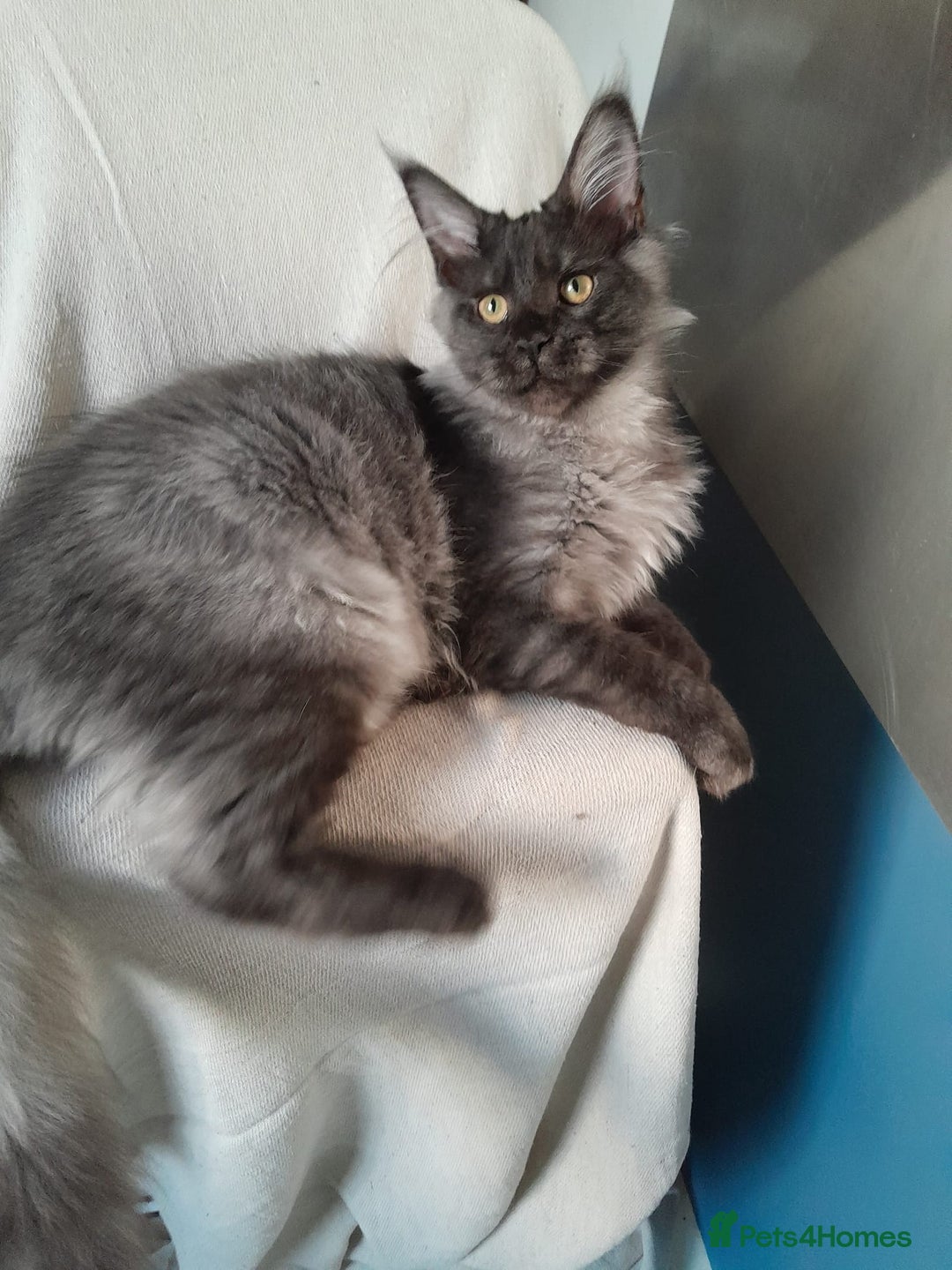 Maine Coon cats for sale: black smoke MaineCoon boy TICA reg - Advert 12