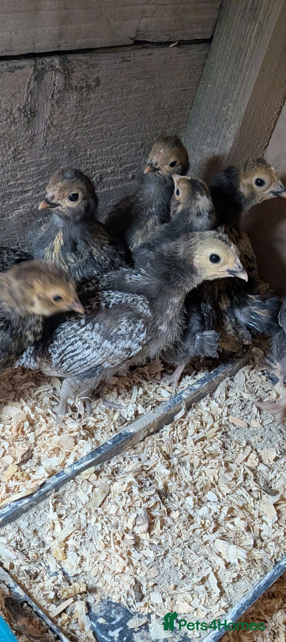 Chickens poultry Serama X polish chicks 4 weeks old  - Advert 1