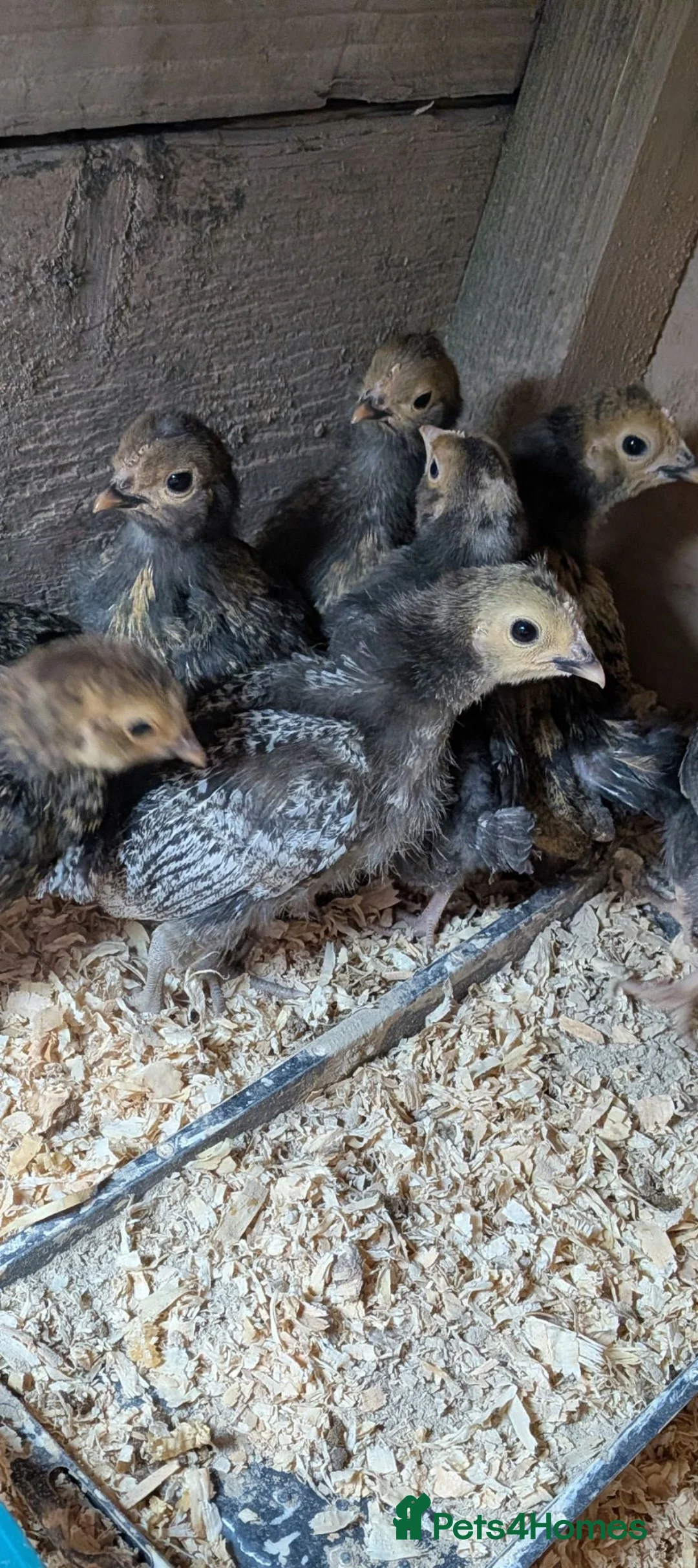 Chickens poultry for sale: Serama X polish chicks 4 weeks old  - Advert 1