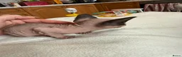 Sphynx cats for sale: Beautiful Spynx kittens 2 girls available  - Advert 2