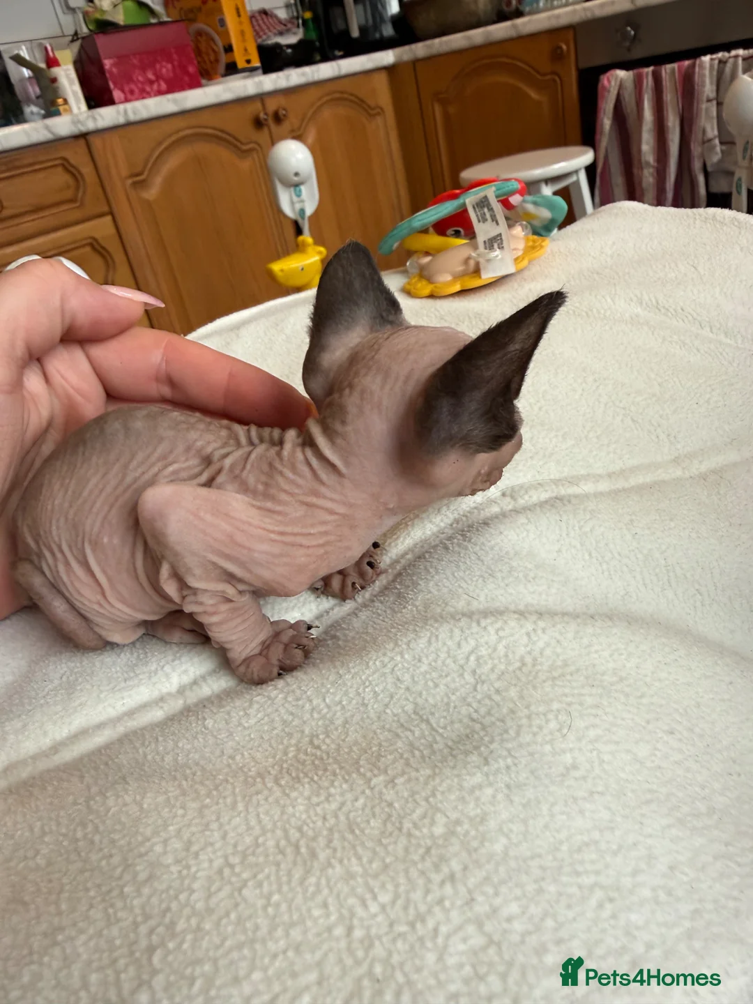 Sphynx cats for sale: Beautiful Spynx kittens 2 girls available  - Advert 2