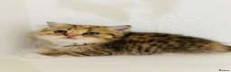 Scottish Fold cats for sale: 🥰Purebred Scottish folds looking for parents🐾 - Advert 21